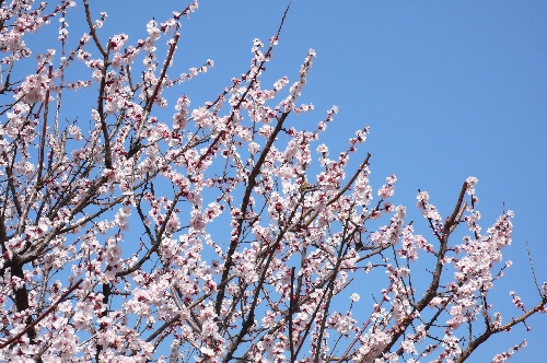 20090312ウメ002.jpg