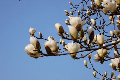 20090319モクレン002.jpg