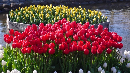 20090402チューリップ001.jpg