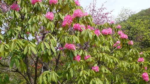 20090416シャクナゲ001.jpg