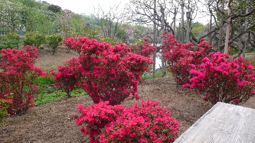 20090418ツツジ001.jpg