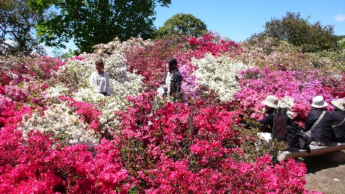 20090426ツツジ002.jpg