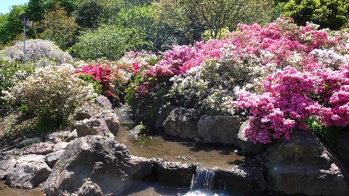 20090427ツツジ001.jpg