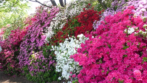 20090428ツツジ001.jpg