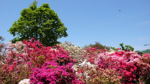 20090428ツツジ002.jpg