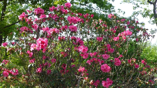 20090502シャクナゲ002.jpg