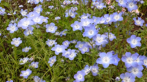 20090505ネモフィラ021.jpg