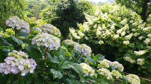 20090602アジサイ001.jpg
