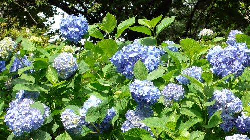 20090611アジサイ001.jpg