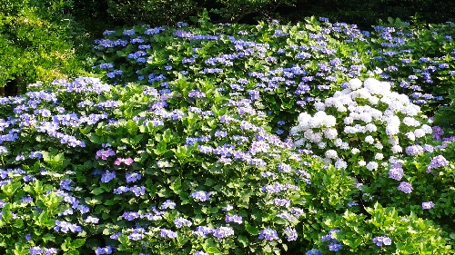 20090625アジサイ001.jpg