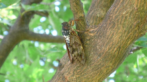 20090812セミ001.jpg
