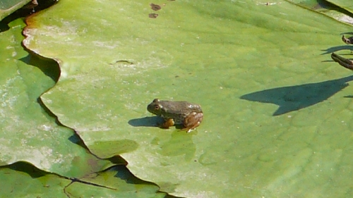 20090924カエル001.jpg