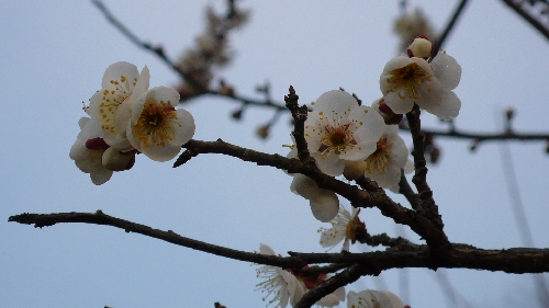 20100225ウメ001.jpg