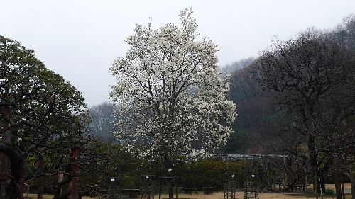 20100325モクレン001.jpg