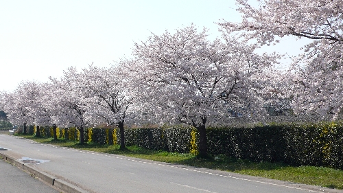 20100408サクラ001.jpg