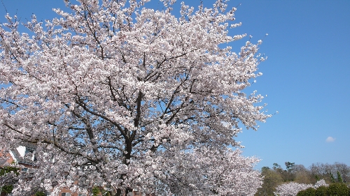 20100408サクラ002.jpg