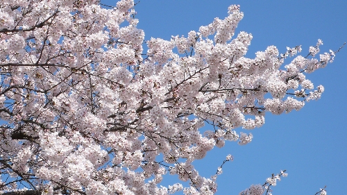 20100408サクラ004.jpg