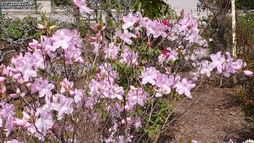 20100419クロフネツツジ001.jpg