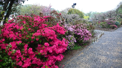 20100427ツツジ002.jpg