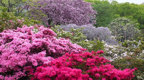 20100430クルメツツジ001.jpg