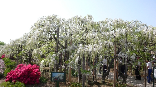 20100506ｼﾛ002.jpg
