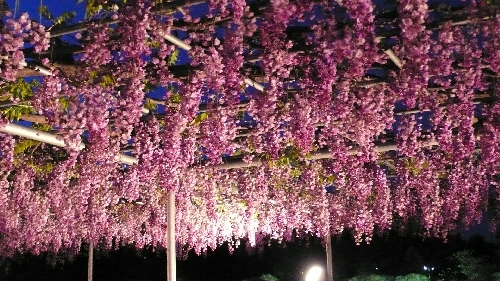 20100512ﾔｴ001.jpg