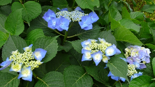 20100617ガクアジサイ001.jpg