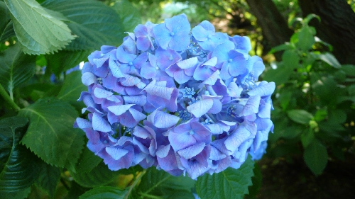 20100624アジサイ003.jpg