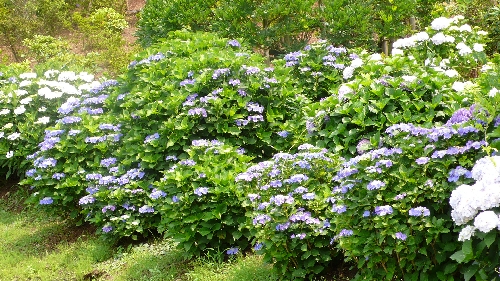 20100701アジサイ001.jpg