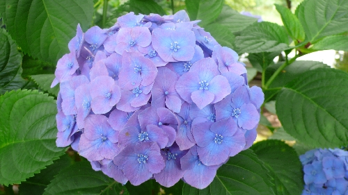 20100701アジサイ002.jpg