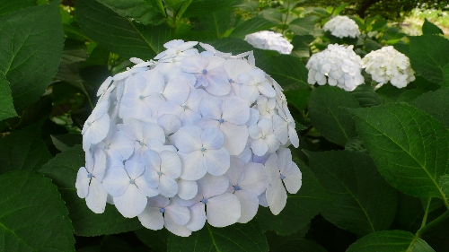 20100701アジサイ003.jpg