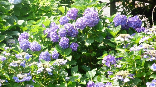 20100708アジサイ002.jpg