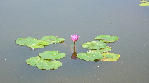 20100708スイレン002.jpg