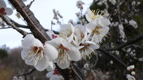 20110303ウメ001.jpg