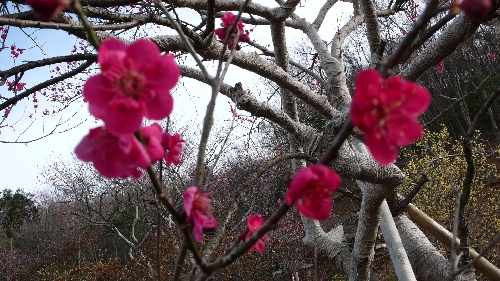 20110303ウメ002.jpg