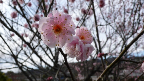 20110303ウメ003.jpg