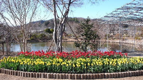 20110310チューリップ001.jpg