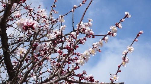 20110317ウメ002.jpg