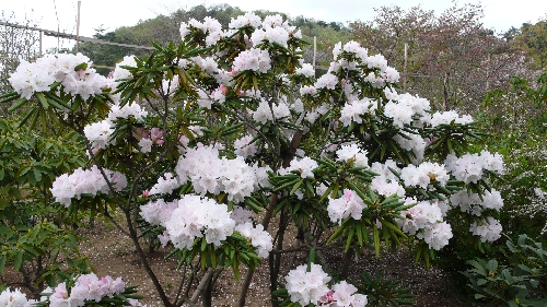 20110418シャクナゲ003.jpg