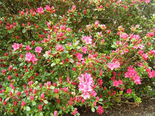 20110421ツツジ001.jpg