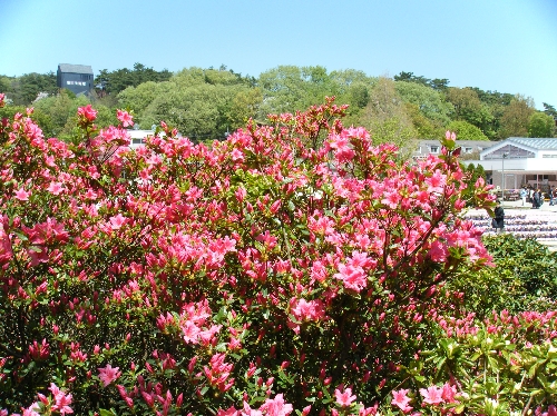 20110424ツツジ001.jpg