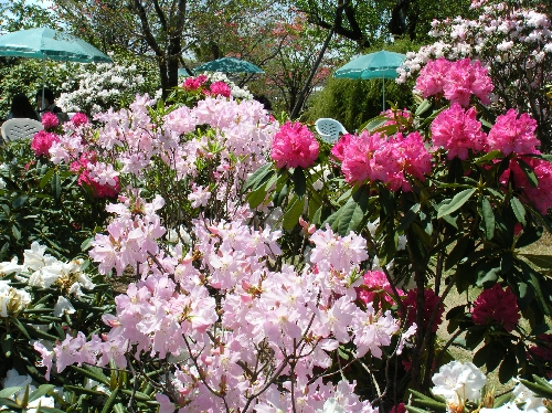 20110424ツツジ&シャクナケゲ001.jpg