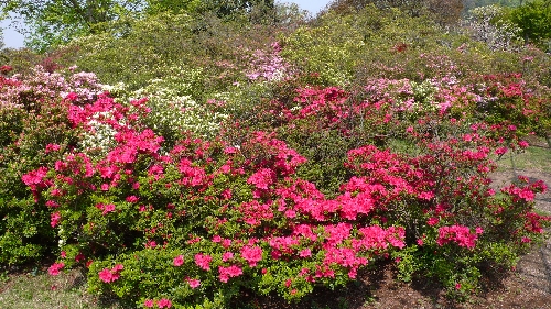20110427ツツジ001.jpg