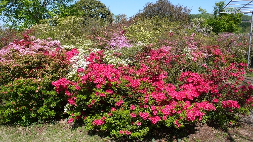 20110428クルメツツジ001.jpg