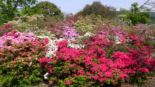 20110430ツツジ001.jpg