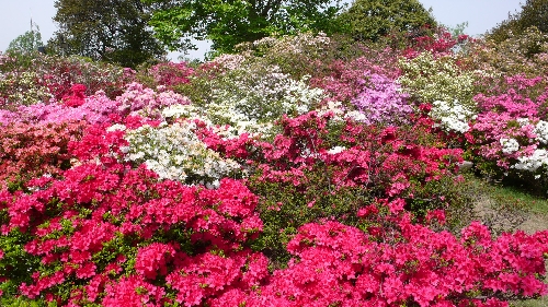 20110502ツツジ001.jpg