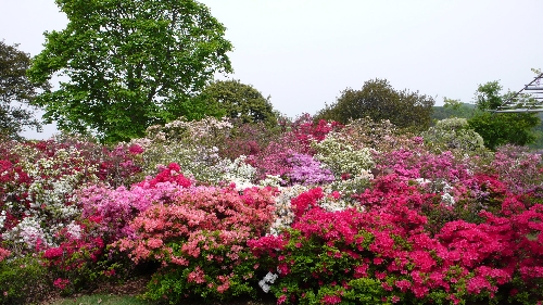 20110503ツツジ001.jpg