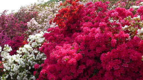 20110504ツツジ001.jpg