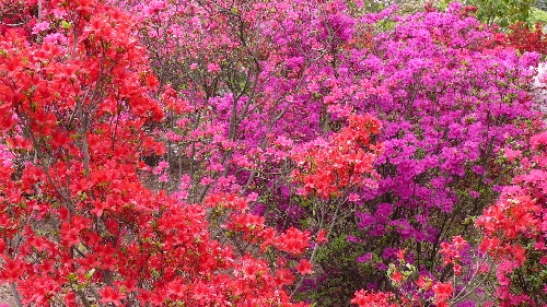 20110505ツツジ012.jpg