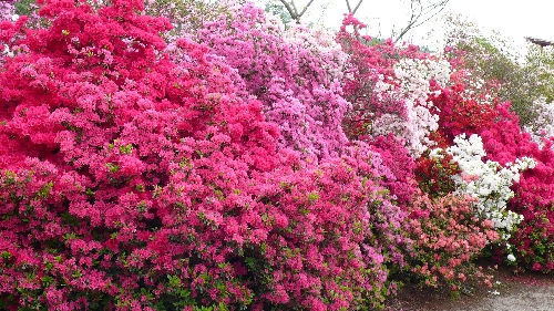 20110507ツツジ002.jpg